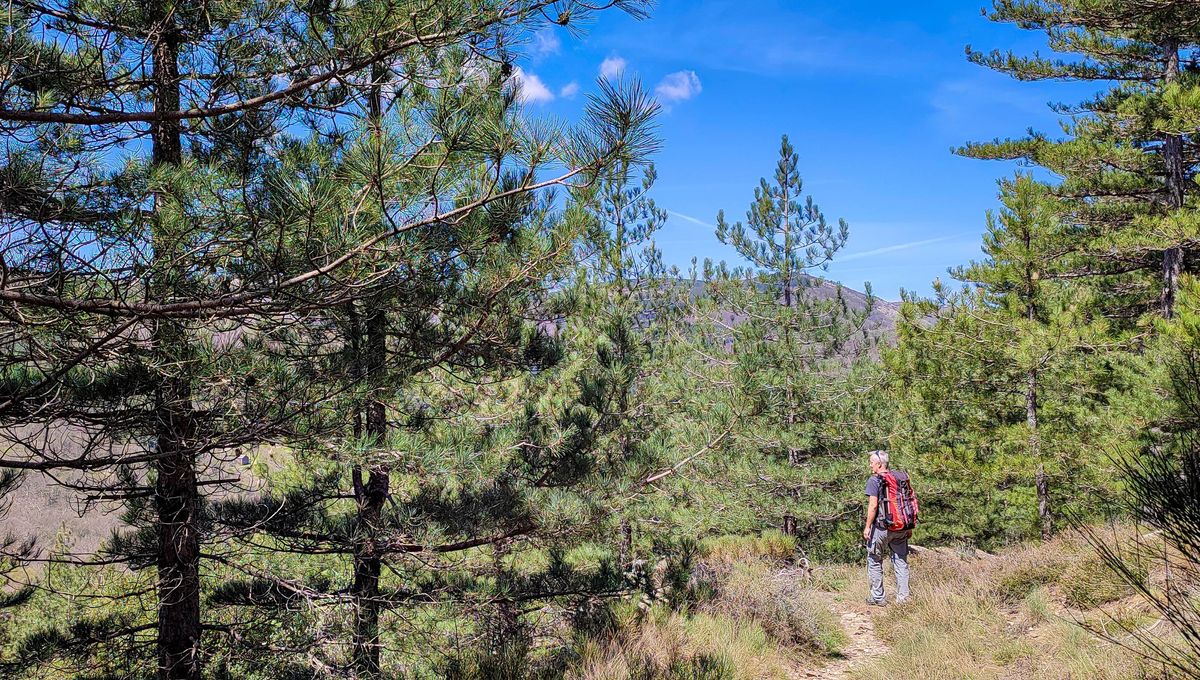 La forêt des écrivains-combattants rend hommage sur les hauteurs du massif du Caroux
