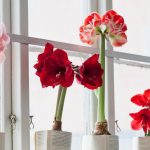 Que faire des plantes que l’on vous a offert lors des fêtes de fin d’année - ICI