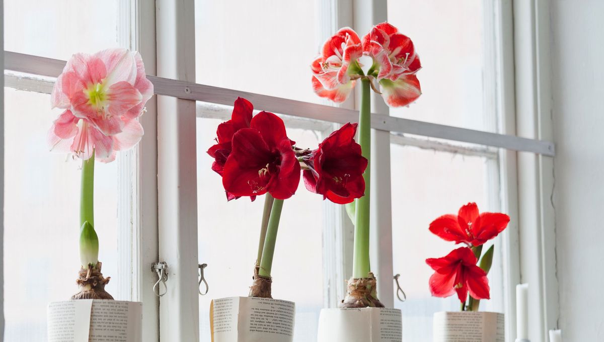 Que faire des plantes offertes pendant les fêtes de fin d’année : conseils pratiques et idées utiles