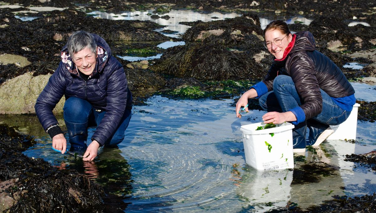Estelle et Scarlette Le Corre : les algues au cœur de leur quotidien en Bretagne