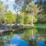 Bassin de baignade : entretenir les plantes pour éviter l’eau verte ! - ICI