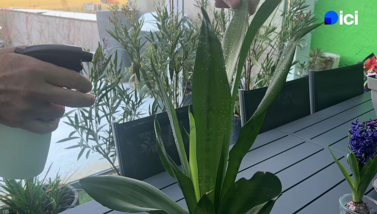 Astuces pratiques pour entretenir durablement la plante que vous avez reçue à Noël