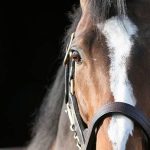 Quinté à Cagnes-sur-Mer du mercredi 21 janvier : les pronostics hippiques d'Hervé Fortin - ICI