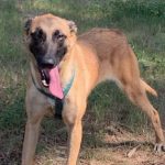 Tonka, cette adorable femelle malinois vous attend à la SPA de Salon-de-Provence - ICI