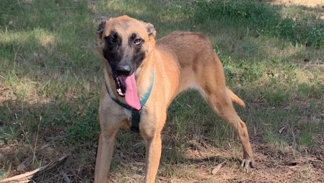 Tonka, femelle malinois, cherche une famille à la SPA de Salon-de-Provence