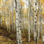 Pourquoi blanchir le tronc des arbres fruitiers protège vraiment le jardin - ICI