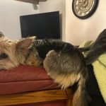 Le Collectif Animal 36 protège les animaux - ICI