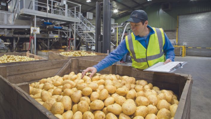 Vitalis, expert en conditionnement et négoce de pommes de terre, s’impose sur le marché