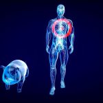 Xénogreffes : état des transplantations d'organes d'animaux vers les humains en 2023.