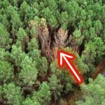 Encore un envahisseur venu des Etats-Unis et dont la France se serait bien passé ! Les forêts des landes vont devoir combattre le nématode du pin