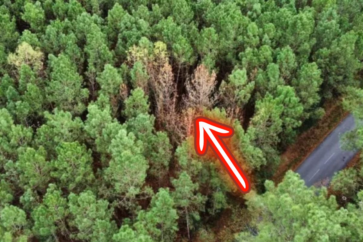 Le nématode du pin, un envahisseur venu des États-Unis, menace les forêts des Landes