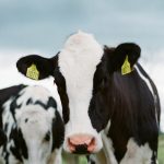 113 bovins vaccinés vont être abattus après la découverte d’un cas de dermatose nodulaire