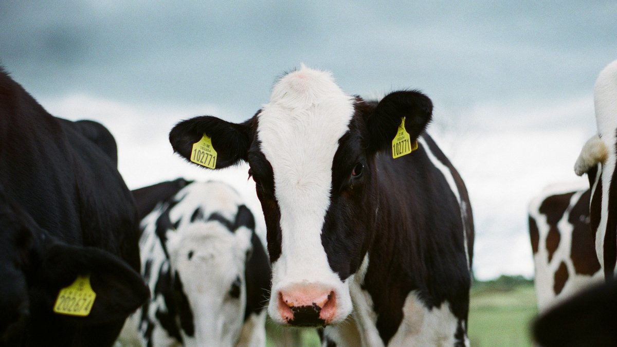113 bovins vaccinés vont être abattus après la découverte d’un cas de dermatose nodulaire