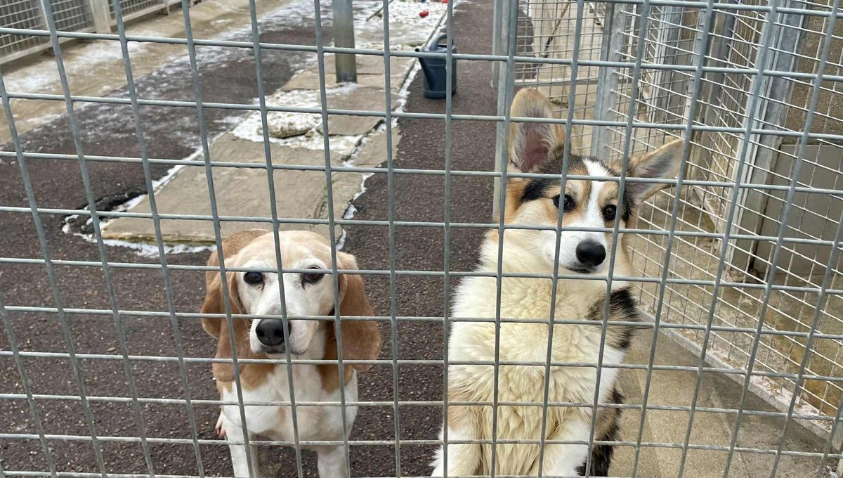 Dijon : la SPA des Cailloux met en place des mesures pour protéger ses animaux du froid