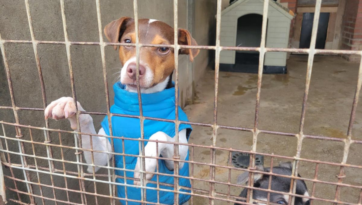 Les animaux de la SPA en Mayenne touchés par la vague de froid, les bénévoles inquiets