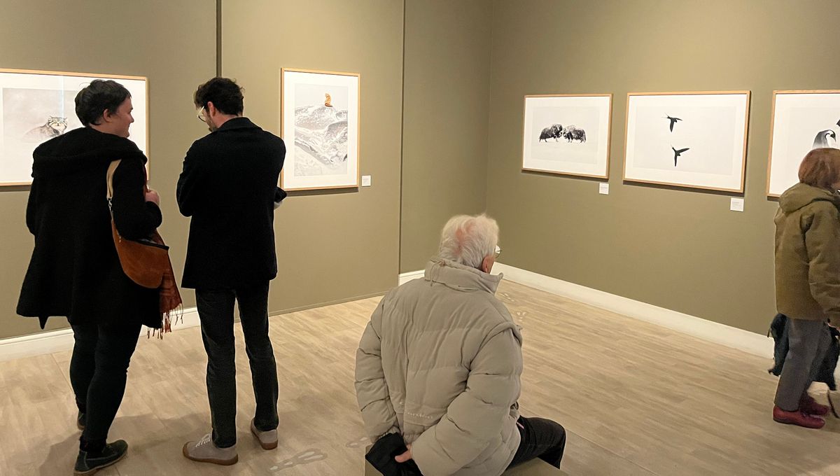 À Strasbourg, le photographe animalier Vincent Munier expose la nature au musée