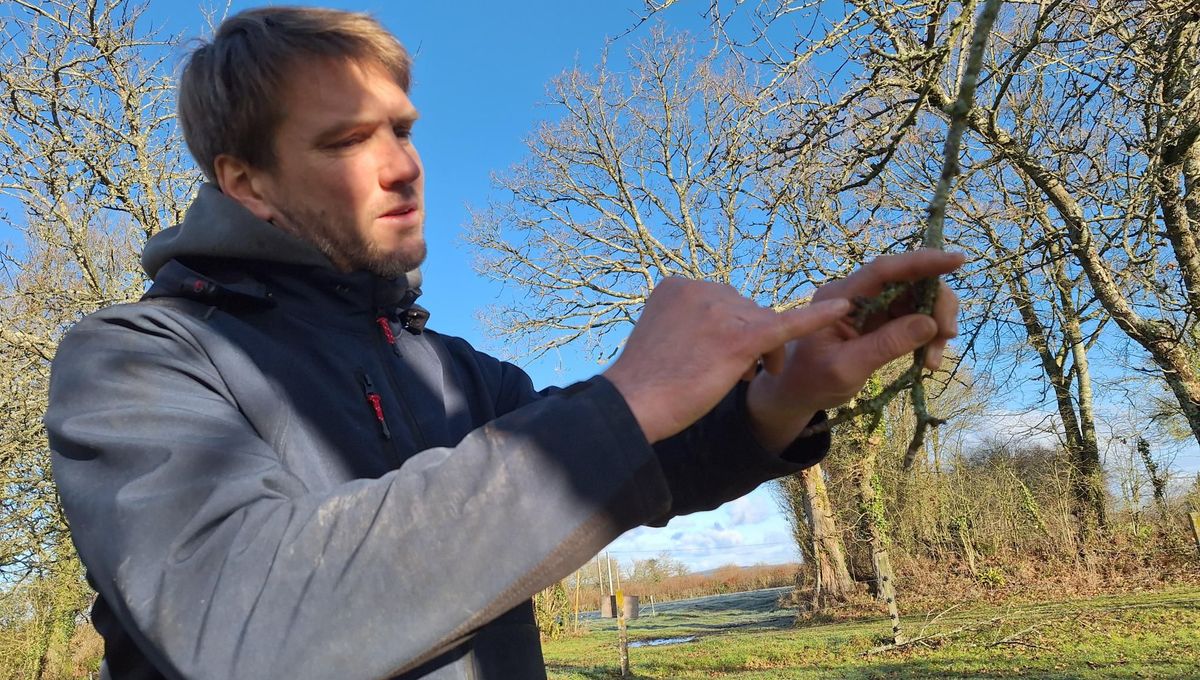 Dans la Manche, le froid favorise le repos des pommiers et limite les parasites