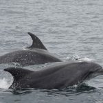 illustration agrandir l