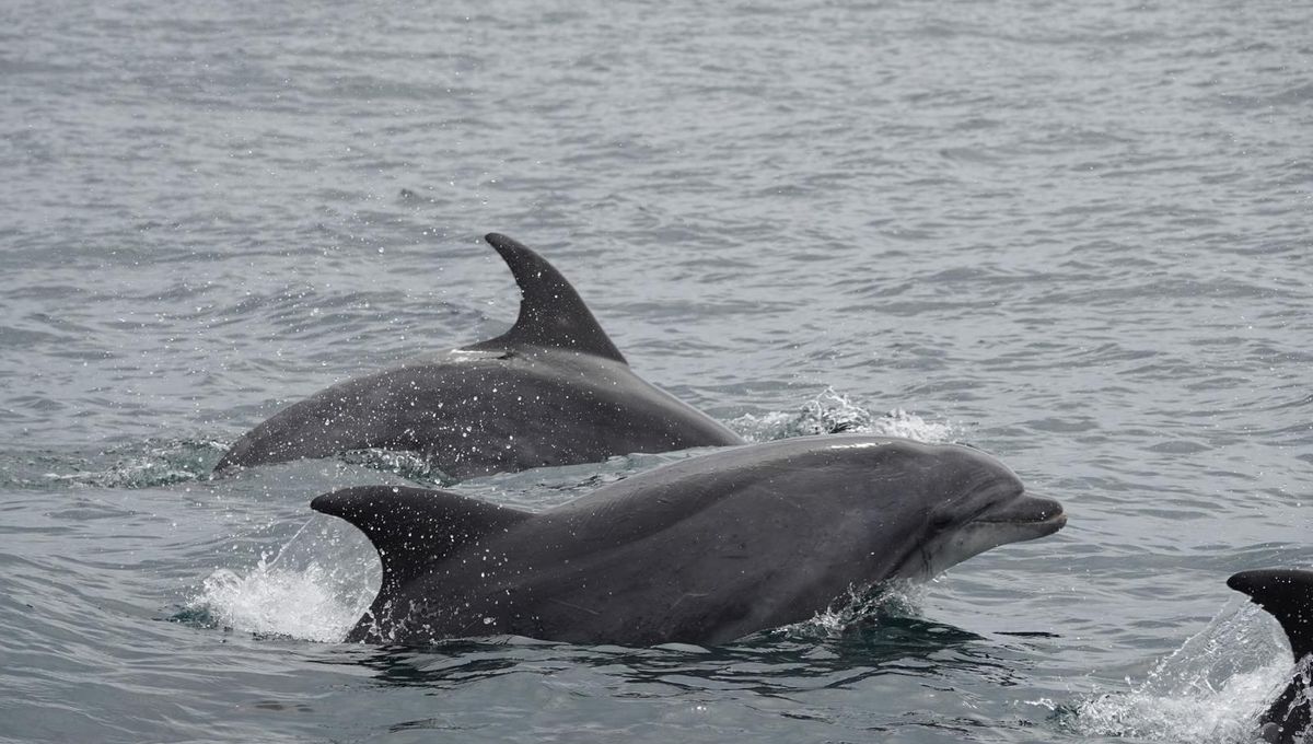 Des dauphins observés près des plages landaises : les raisons de leur présence expliquées