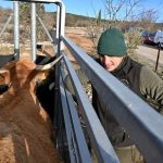 Dermatose nodulaire : "Soulagé mais il va falloir surveiller les effets secondaires"… au cœur d’une vaccination de bovins avec un éleveur du pic Saint-Loup