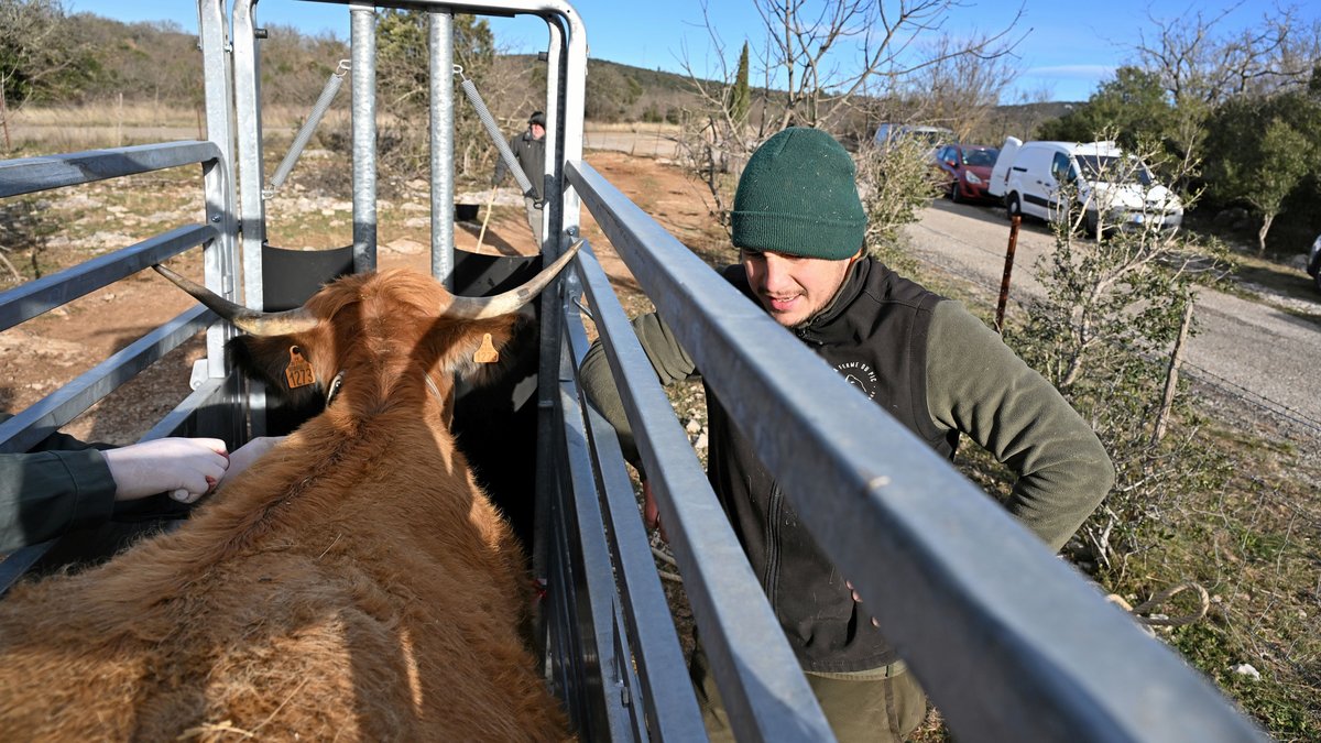 Vaccination contre la dermatose nodulaire : un éleveur du pic Saint-Loup partage ses précautions