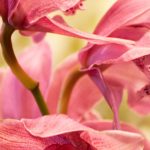 illustration agrandir l