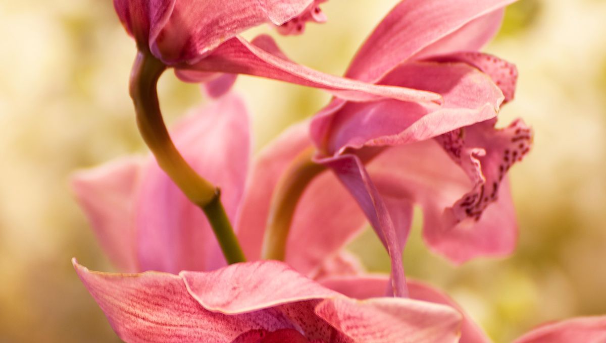 Le salon des orchidées de Brantôme programmé les 17 et 18 janvier 2026