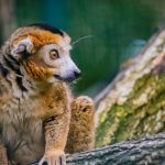 illustration agrandir l