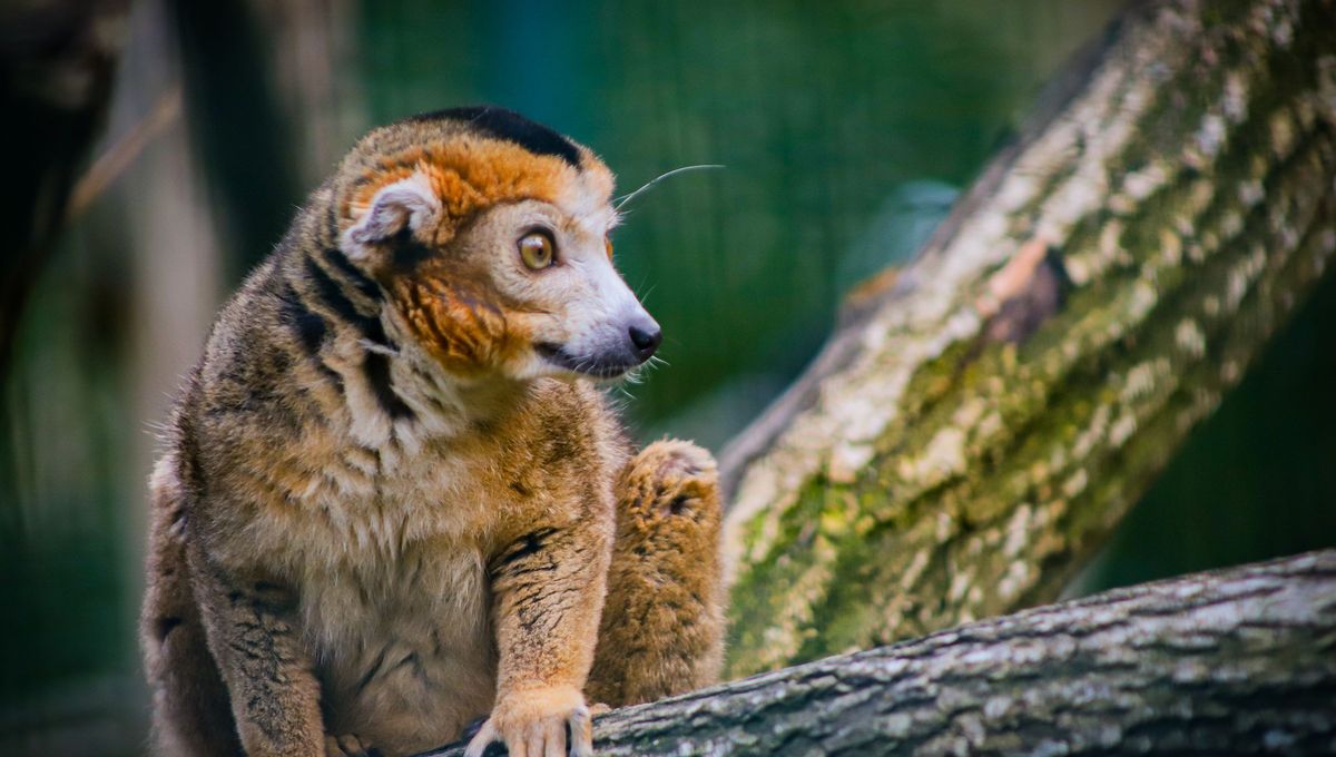 PAZ exige la transparence sur les causes de la mort des animaux à la Citadelle de Besançon