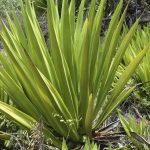 Un paysagiste invente une méthode innovante pour garder les plantes en vie sans eau.