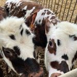 illustration agrandir l