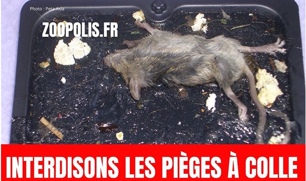 illustration agrandir l'image