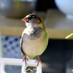 Vous avez un jardin : comptez les oiseaux !
