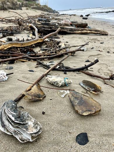 Des huîtres géantes ont souffert de la crue elles aussi.