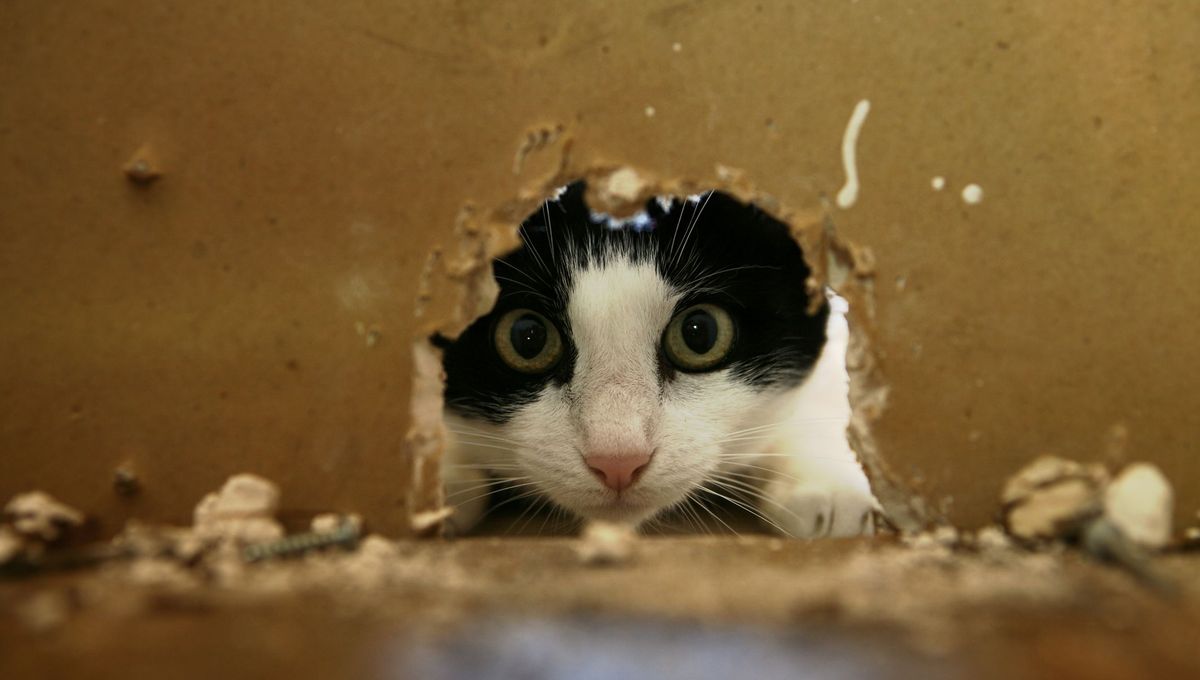 Repousser les souris sans pièges : méthodes efficaces à découvrir ici.