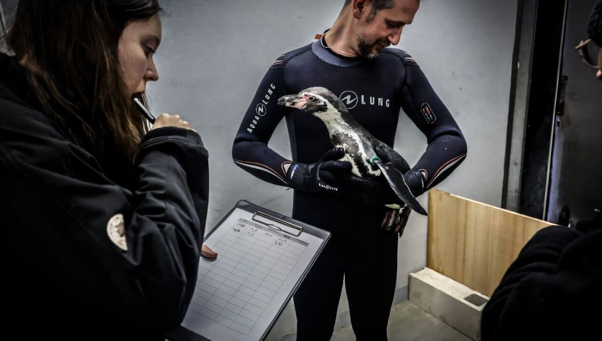 Un vaccin contre la grippe aviaire développé au zoo de Mulhouse - ICI