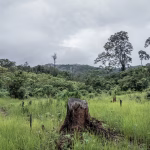 Déforestation : les petites parcelles de forêt tropicale affectent le climat de manière disproportionnée