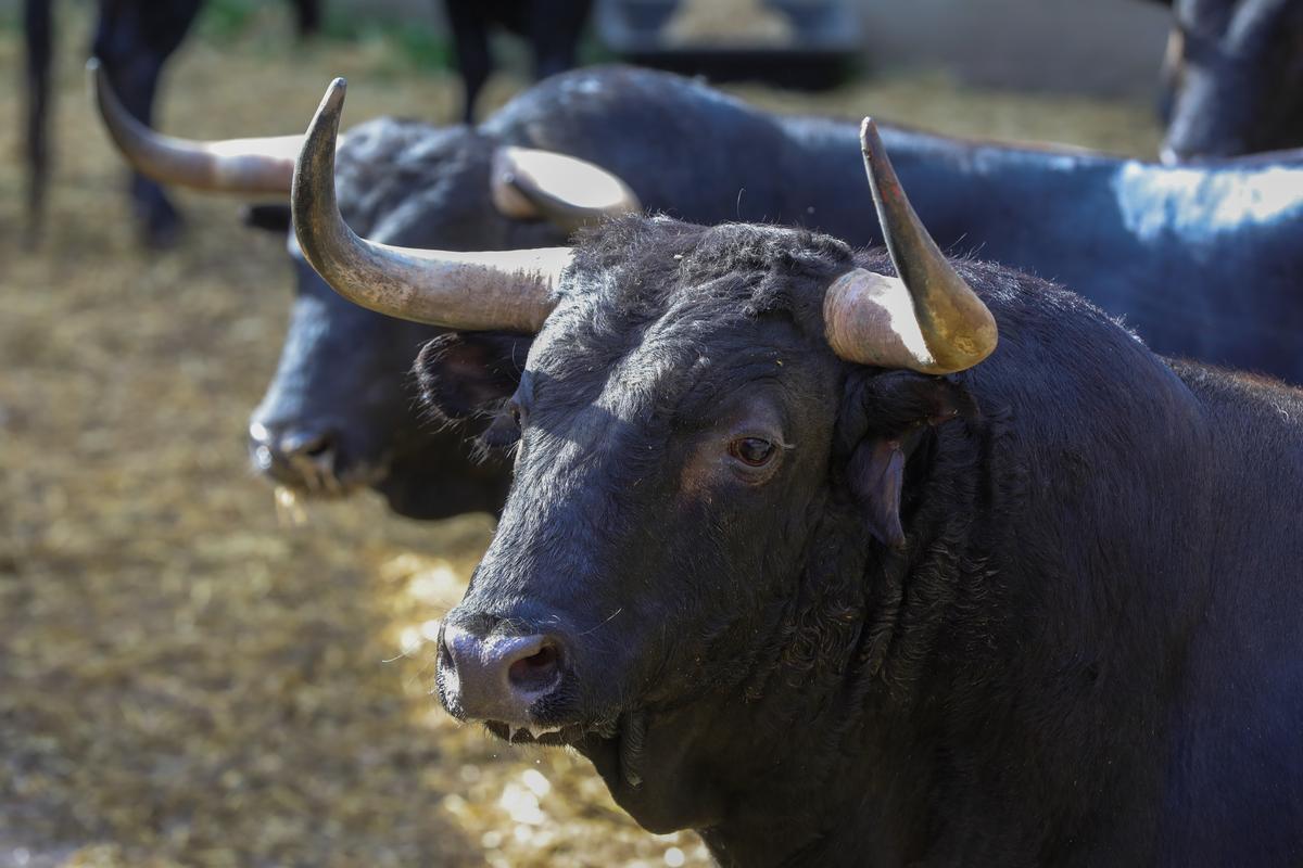 Toros : découvrez en vidéo les différents encastes expliqués en moins de 5 minutes