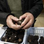 Truffes : le diamant noir survit au gel sur le marché de Dordogne