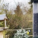 Nourrir les mésanges, rouges-gorges et perruches en ville l’hiver sans risque pour leur santé