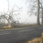 VIDEO. Quatre arbres sciés et un tag : la Coordination rurale dénonce une atteinte à la mobilisation agricole