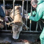 Dermatose nodulaire et fièvre catarrhale : les maladies tropicales menacent les élevages