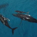 Polynésie : lancement d’une vaste campagne d’observation aérienne des grandes espèces marines