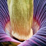 En Australie, des milliers de visiteurs admirent la floraison simultanée de quatre arums titans