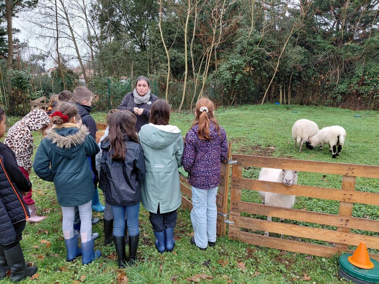 Des moutons dans une école de Vendée pour explorer le monde du vivant