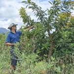 [MAGAZINE] Avocat : un nouveau souffle pour la filière ?