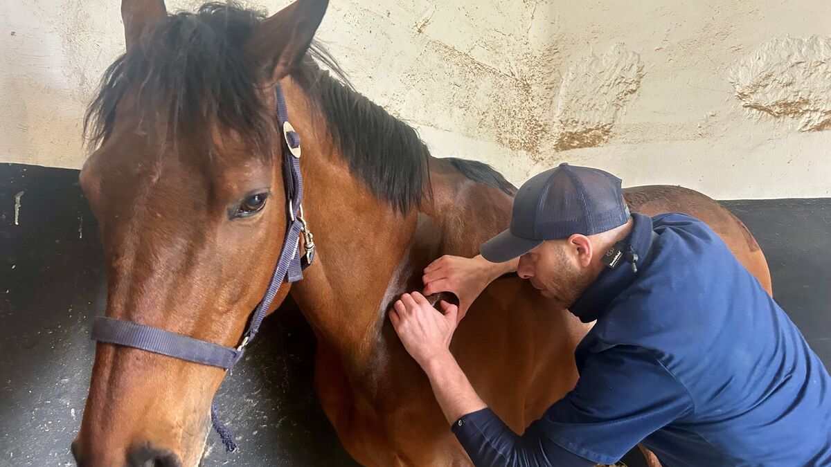 « On a sensiblement les mêmes muscles » : le masseur des chevaux de course à Chantilly et du Paris FC
