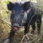 D’où viennent les cochons sauvages de Nouvelle-Calédonie ?