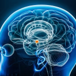 Différences cérébrales entre hommes et femmes : une région influençant le comportement social