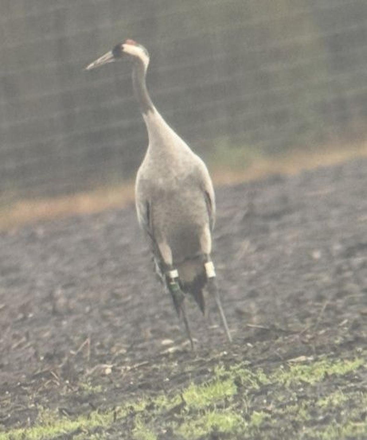 Landes : une grue cendrée âgée de 26 ans repérée dans la réserve naturelle d’Arjuzanx